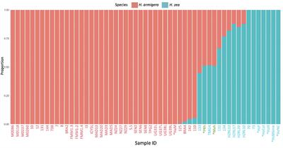 Accurate identification of Helicoverpa armigera–Helicoverpa zea hybrids using genome admixture analysis: implications for genomic surveillance